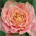 Роза-Rosa-Country Louise-70cm-FE 4e65ccaf-dce5-11ec-0a80-0067000c7625