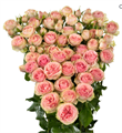 Роза куст-Rosa sp-Nalani-50cm-RS 4e6affa8-d275-11ee-0a80-05670025d5f2