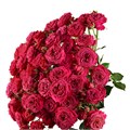 Роза куст-Rosa sp-Domino-60cm-FE-vn 4e6c3054-9e54-11ed-0a80-02ee002661c2