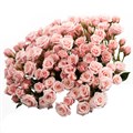 Роза куст-Rosa sp-Majolika-50cm-FE-vn 4e72c347-9e54-11ed-0a80-02ee002661c7