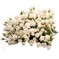 Роза куст-Rosa sp-White Majolika-60cm-Fe-vn 4e84f2c5-9e54-11ed-0a80-02ee002661d6