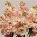 Маттиола-Matthiola-Albaricoque-70cm-IS-vn 4e8fd0ab-9e54-11ed-0a80-02ee002661e0