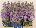 Маттиола-Matthiola-Figaro-70cm-IS-vn 4e96042b-9e54-11ed-0a80-02ee002661e5