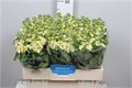Маттиола-Matthiola-Noble-70cm-IS-vn 4e9c1d97-9e54-11ed-0a80-02ee002661ea