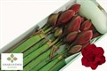 Амариллис St-Hippeastrum St-Dg Red Symphony--85cm 0950c702-68f2-11ed-0a80-0649002cbab8