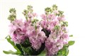 Маттиола-Matthiola-Lavanda-70cm-IS-vn 4ea17413-9e54-11ed-0a80-02ee002661ef