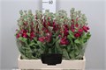 Маттиола-Matthiola-Jazz-70cm-IS-vn 4ea79eb6-9e54-11ed-0a80-02ee002661f4
