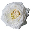 Роза-Rosa-White Shimmer-70cm-TA 4eab86c7-6265-11f0-0a80-07a90018c858