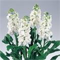Маттиола-Matthiola-Regal-70cm-IS-vn 4eadc1e9-9e54-11ed-0a80-02ee002661f9