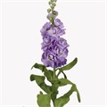 Маттиола-Matthiola-Isabela-70cm-IS-vn 4eb44c4f-9e54-11ed-0a80-02ee002661fe