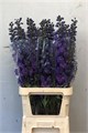 Дельфиниум-Delphinium-Du Christel-/80cm 0962ba96-8cd3-11f0-0a80-0049000018cd