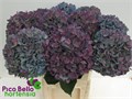Гортензия-Hydrangea-Pimpernel-80cm 4ecf2503-bfa4-11ec-0a80-0b4c0006d243