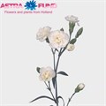 Диантус куст. Рамайя (бел.) 4ed44751-d6a0-11ec-0a80-029b002203e9