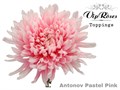 Хризантема одн-Chrysant Gr-Antonov Pastel Pink-65cm-120gr 09683092-bfa6-11ec-0a80-0b4c00086be9