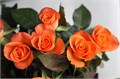 Роза куст-Rosa sp-Orange Star-60cm-IS-vn 4ed4d6f3-9e54-11ed-0a80-02ee0026621c