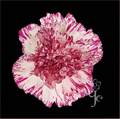 Гвоздика SE-Dianthus SE-Yukari Oscuro-FC 4ed9d102-a2fa-11ed-0a80-067e002bd19f