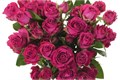 Роза куст-Rosa sp-Purple Irischka-60cm-IS-vn 4ee63abd-9e54-11ed-0a80-02ee0026622b