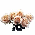 Роза куст-Rosa sp-Sahara Sensation-60cm-IS-vn 4eebcbcb-9e54-11ed-0a80-02ee00266230