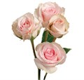 Роза куст-Rosa sp-Star Blush-60cm-IS-vn 4ef17c4d-9e54-11ed-0a80-02ee00266235