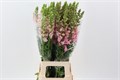 Антирринум-Antirrhinum-Costa Rose-80cm 0969c455-99a8-11ed-0a80-0071003ad79f