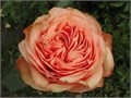 Роза-Rosa-Kahala-60cm-IS-vn 4efdc62d-9e54-11ed-0a80-02ee0026623f