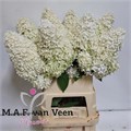Гортензия-Hydrangea-Pa Mag Summer-90cm 4f01e8ae-bfa4-11ec-0a80-0b4c0006d276