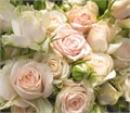 Роза куст-Rosa sp-Super Bubbles-60cm-IS-vn 4f04790d-9e54-11ed-0a80-02ee00266244