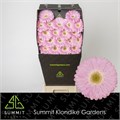 Гербера-Gerbera-Mi Babble Diamond-50cm 4f05ed50-4963-11ed-0a80-08df0011aae9