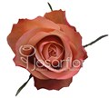 Роза-Rosa-Kahala-60cm-JR-vn 4f29095f-9e54-11ed-0a80-02ee00266262