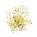 Гипсофила-Gypsophila-Over Time Yellow-1000gr-EA 4f384368-9415-11ee-0a80-1464000a924e