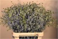 Эрингиум-Eryngium-Pl Blue Glitt-50cm 4f478955-bfa6-11ec-0a80-0b4c0008b2d5