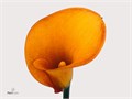 Калла-Zantedechia-Hot Shot-55cm 4f4c96b8-4963-11ed-0a80-08df0011aaef