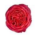 Роза-Rosa-Dark XPression-60cm-PE-vn 4f65b114-9e54-11ed-0a80-02ee0026629b