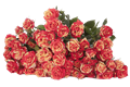Роза куст-Rosa sp-Fire Flash-60cm-Si 4f663534-c1fa-11ee-0a80-035f0018cdae