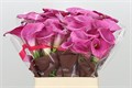 Калла-Zantedechia-Fantasia Dark Pink--60cm-1gr 4f6af2ed-4963-11ed-0a80-08df0011aaf2