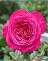Роза-Rosa-Hot Xpression-50cm-PE-vn 4f7f4870-9e54-11ed-0a80-02ee002662b2