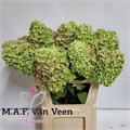 Гортензия-Hydrangea-Pa Mag Candl Cl-70cm 4f816c5c-bfa4-11ec-0a80-0b4c0006d2e6