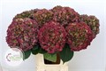 Гортензия-Hydrangea-M Galaxy Cl-80cm 4f82ffe2-4963-11ed-0a80-08df0011aaf5