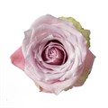 Роза-Rosa-Faith-60cm-PE-vn 4f8ac12a-9e54-11ed-0a80-02ee002662bc