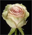 Роза-Rosa-Frutteto-50cm-PE-vn 4f90267c-9e54-11ed-0a80-02ee002662c1