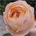 Садовая Роза-Garden Rosa-Princess Aiko-50cm-Af 097b6fe3-bfa7-11ec-0a80-0b4c00093bea