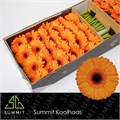 Гербера-Gerbera-Gr Alex Doos-45cm 4fab425d-4963-11ed-0a80-08df0011ab5c