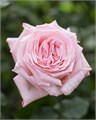 Роза-Rosa-Pink Ohara-50cm-PE-vn 4fb820a0-9e54-11ed-0a80-02ee002662df