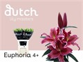 Лилия-Lilium-Euphoria-95cm 4fc7897f-4963-11ed-0a80-08df0011ab76