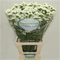 Лимониум-Limonium-Wh Starl Wings-60cm-28gr 4fd472fb-4963-11ed-0a80-08df0011ab79