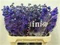 Дельфиниум-Delphinium-Christel-90cm 4fd6d4c3-bfa4-11ec-0a80-0b4c0006d33d
