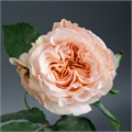Роза-Rosa-Shimmer-60cm-PE-vn 4fda9eea-9e54-11ed-0a80-02ee002662f8