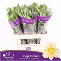 Альстромерия-Alstroemeria-Gigi Cream-75cm-60gr 4fdc4737-4963-11ed-0a80-08df0011ab7c