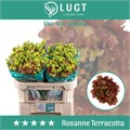 Лизиантус G-Lisianthus G-Rosan Terracot--72cm 4fdf3b1f-2bbd-11ee-0a80-142a0011438b