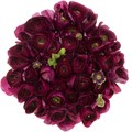 Ранункулус-Ranunculus-Cloni Sherry 4fdfd020-f39a-11ef-0a80-1419003c83df